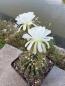 Preview: Echinopsis subdenudata